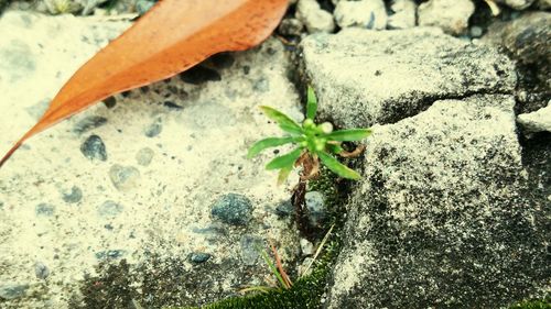 High angle view of insect on plant