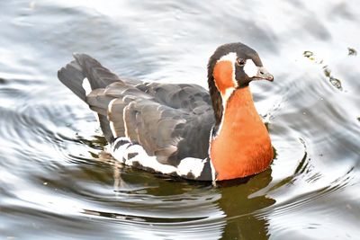 View of duck swimming in lake