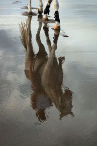 Low section of horse walking at beach with reflection
