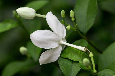 Close-up of white flowering plant