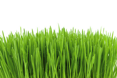 Close-up of crops growing on field against sky