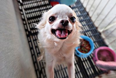 High angle portrait of a dog