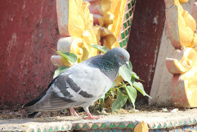 Close-up of pigeons perching on wall