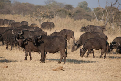 Herd of african buffaloes on field