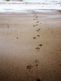 Close-up of footprints on sand at beach