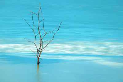 Bare tree by sea against blue sky