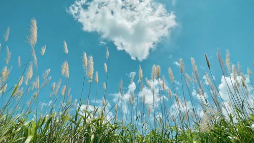 Low angle view of plants on field against sky