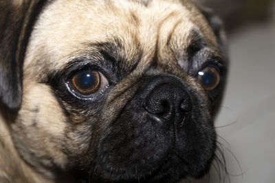 A very cute pug looks at the camera in confusion