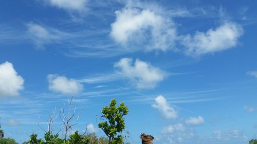 Low angle view of trees against blue sky