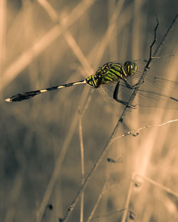 Close-up of dragonfly resting alone