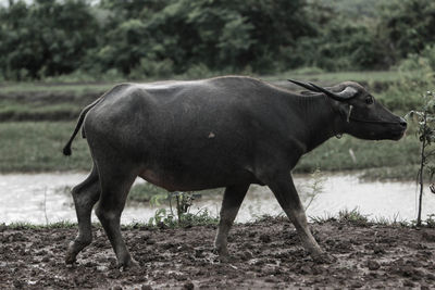 Horse standing on field