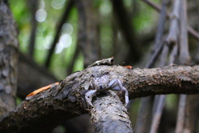 Close-up of tree trunk in forest