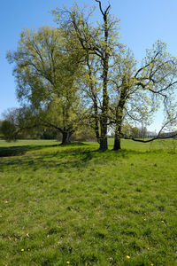 Trees on field against sky