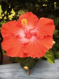 Close-up of orange hibiscus flower