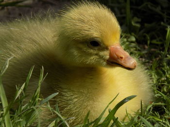 Close-up of duck in grass