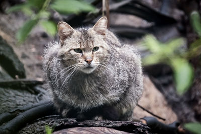 Close-up portrait of a cat