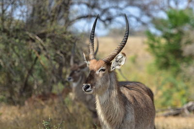 Waterbuck, kruger national park, south africa.