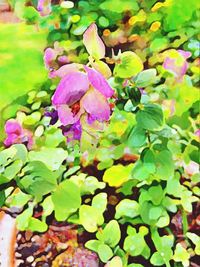 Close-up of pink flowers blooming outdoors