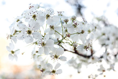 Close-up of white flowers blooming in park