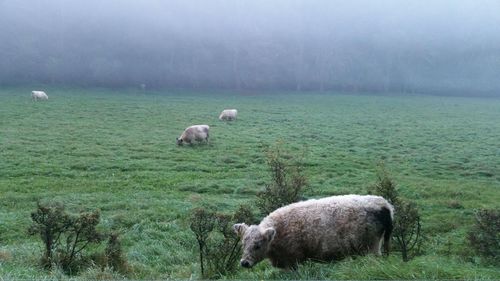 Sheep grazing on landscape against sky