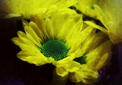 Close-up of yellow flower