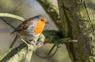 Close-up of bird perching on branch
