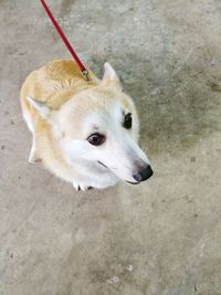 High angle view of dog standing outdoors