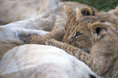 Close-up of lion sleeping