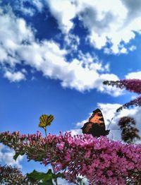 Low angle view of butterfly on pink flowers against sky