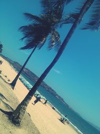 Palm trees on beach