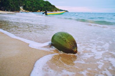 Close-up of leaf on wet shore