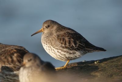 Close-up of birds perching