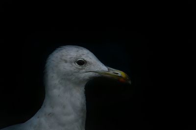 Close-up of seagull