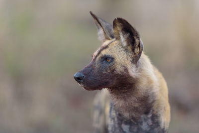 Close-up of a dog looking away