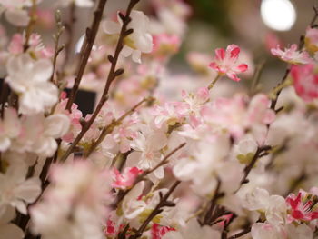 Close-up of pink cherry blossom