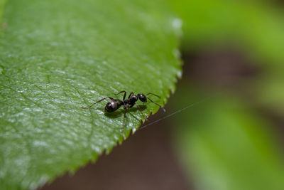 Close-up of insect on leaf