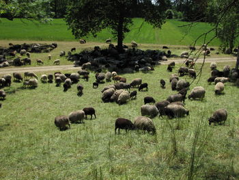Flock of sheep on grassy field