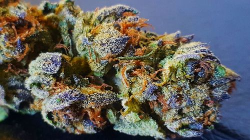 Close-up of purple flower
