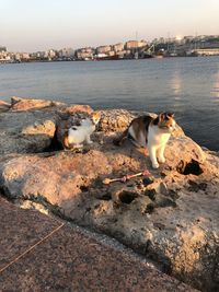 View of dog by sea against sky