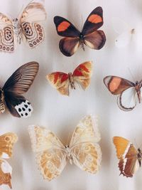 High angle view of butterflies 