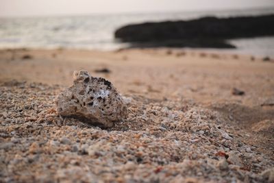 View of lizard on beach