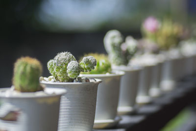 Close-up of potted plant