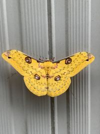 Close-up of yellow butterfly on metal door