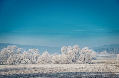 Trees on field against blue sky