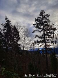 Bare trees on field against sky