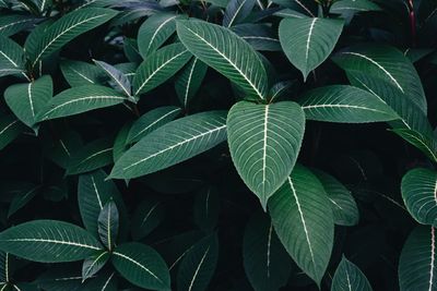 Full frame shot of green leaves