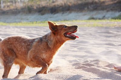 Brown dog looking away