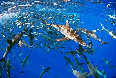 Fish swimming in sea