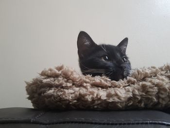 Close-up of a cat looking away