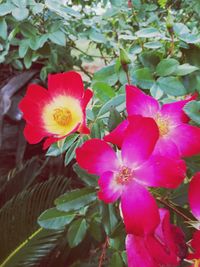 Close-up of pink flowers blooming outdoors